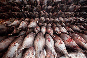 Frozen tuna on a Taiwanese fishing vessel in the Pacific. Image: Greenpeace