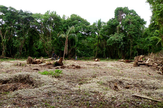 The site cleared by hand for the hospital at Haimarao, Weather Coast, Guadalcanal.